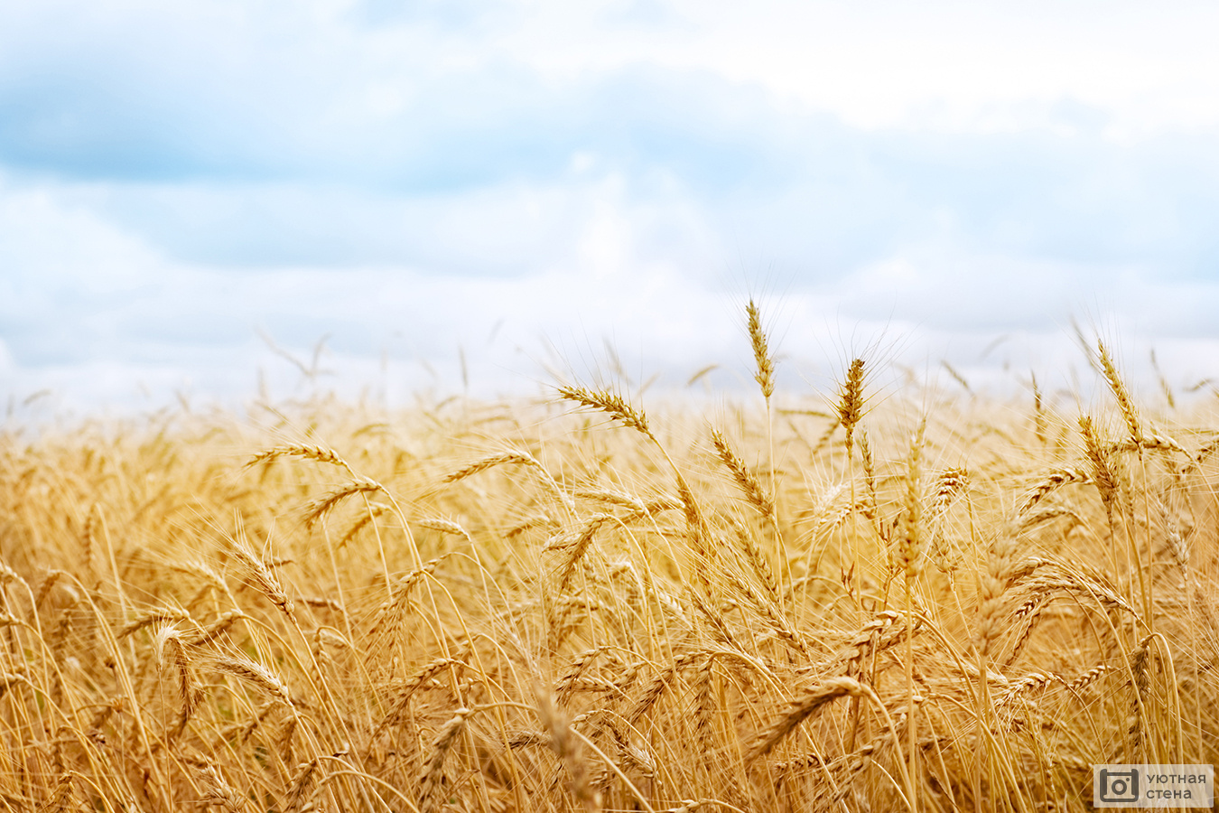 В Ртищевском районе валовой сбор зерна достиг более 182 тыс. тонн.