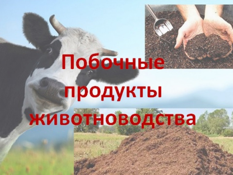 О направлении Уведомления о побочных продуктах животноводства. О направлении Уведомления о побочных продуктах животноводства.