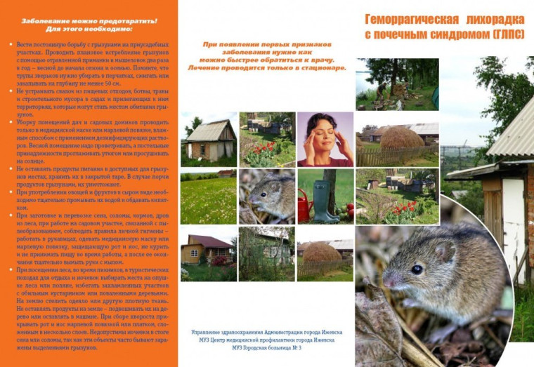 Геморрагическая лихорадка с почечным синдромом (ГЛПС). Геморрагическая лихорадка с почечным синдромом (ГЛПС).